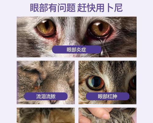 药物治疗虫害，让猫咪重获健康（药物治疗虫害）