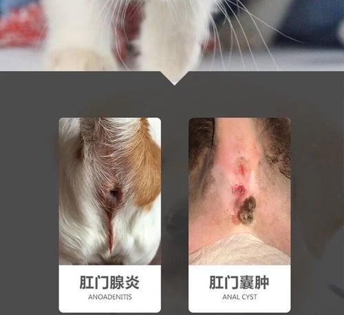 猫咪肛门腺的挤压频率（如何正确挤压猫咪的肛门腺）