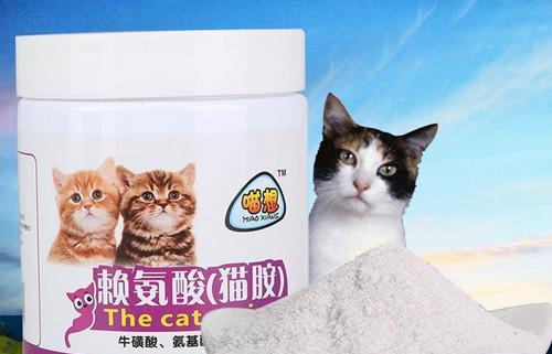 猫咪发烧怎么办（从宠物健康角度出发）