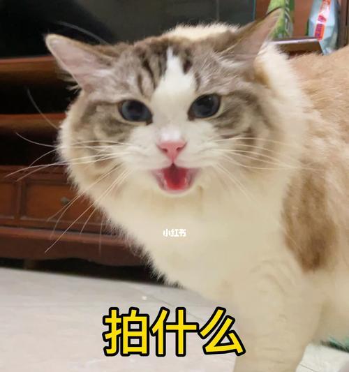 一只猫咪的表情告诉你什么（揭开宠物世界里的神秘面纱）