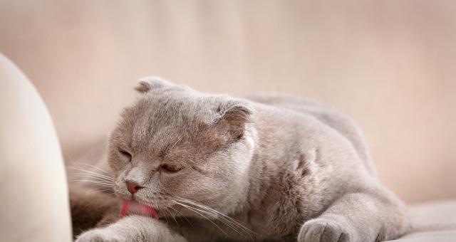 猫咪换毛期应该如何饮食（宠物主人必看的猫咪饮食指南）