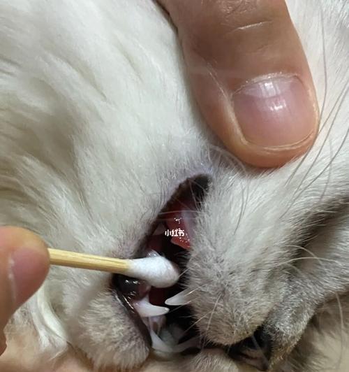 宠物猫咪换牙期的症状详解（了解宠物猫咪换牙期）