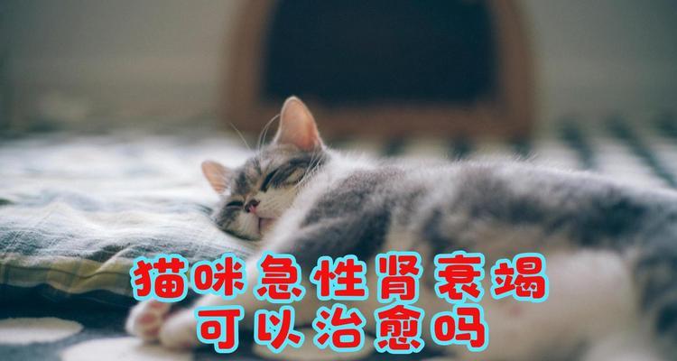 宠物猫急性肾衰竭的康复之路（如何治疗宠物猫的急性肾衰竭）