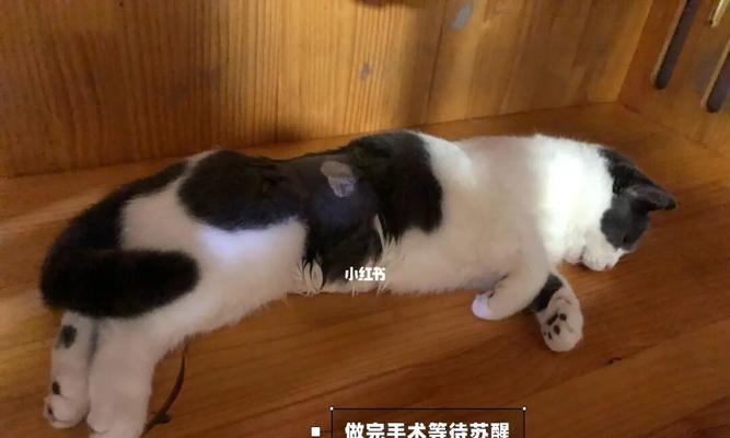 猫咪绝育后需住院（宠物主人必看）