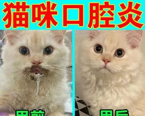 猫咪口炎治疗全攻略（预防胜于治疗）