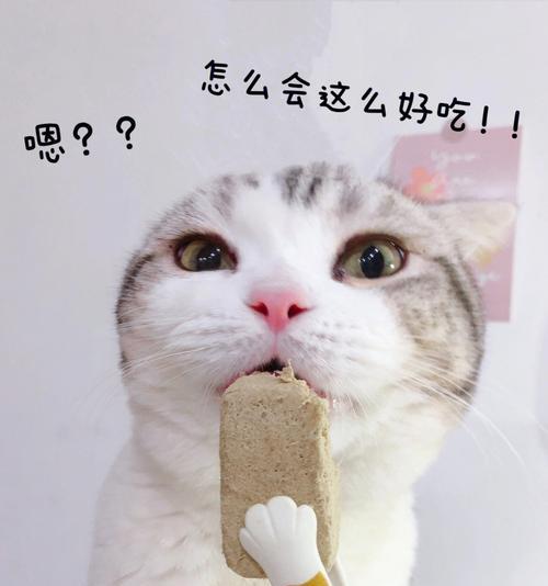 如何让宠物猫适应新环境不挑食（从引进到喂养）