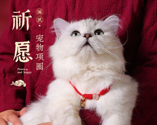 猫咪的小便次数正常范围（宠物主人必知）