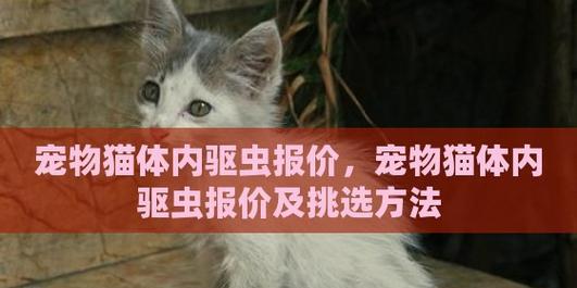 宠物猫咪驱虫后呕吐不止，该如何处理（十几天后仍未缓解）