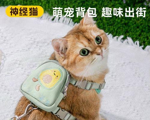 猫咪生产出现流血，怎么办（宠物主人必看）