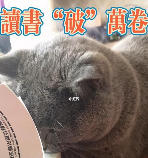 猫咪胎膜破裂后的应对方式（宠物猫的怀孕及分娩过程）