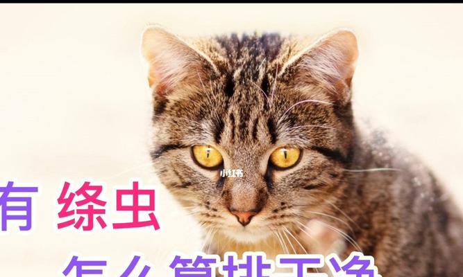 如何有效治疗宠物猫咪绦虫（宠物健康的保障——去除猫咪绦虫）