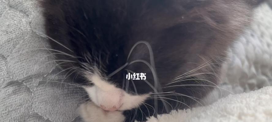 猫咪舔爪（用舌头打理爪子的猫咪）