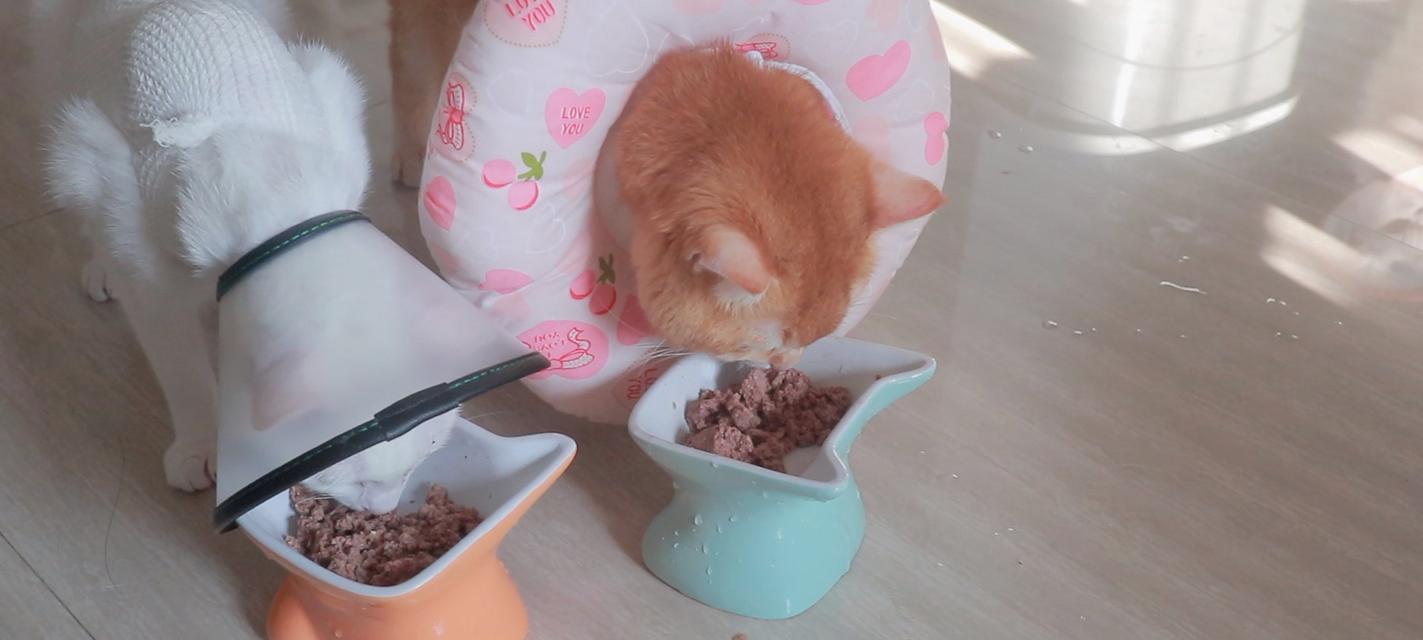 为什么宠物猫咪不能食用猪肉（探究猫咪肠胃特点）