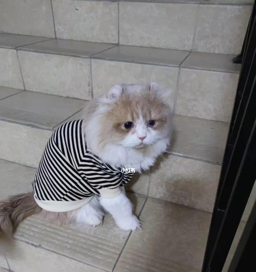 为什么宠物猫咪不能穿衣服（探寻猫咪穿衣的问题）