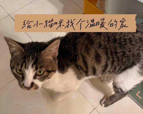 为什么猫咪不喜欢蹭人（探究猫咪行为和心理）