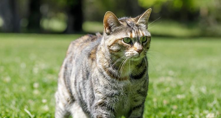 从猫咪的尾巴看其情绪变化（揭秘猫咪语言的奥秘）