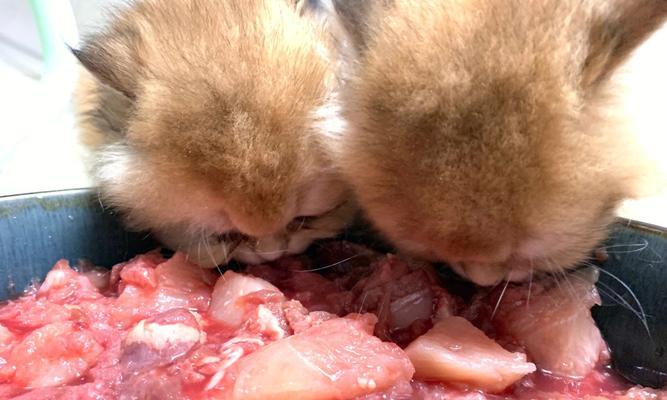 宠物猫咪的生骨肉喂食方法（如何正确喂食生骨肉）