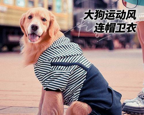 如何保障金毛犬怀孕期间的健康（药物选择）