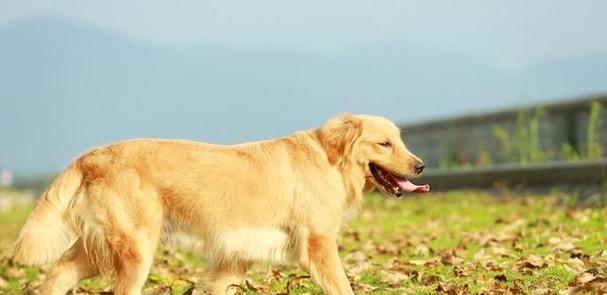 金毛幼犬为什么不吃狗粮？