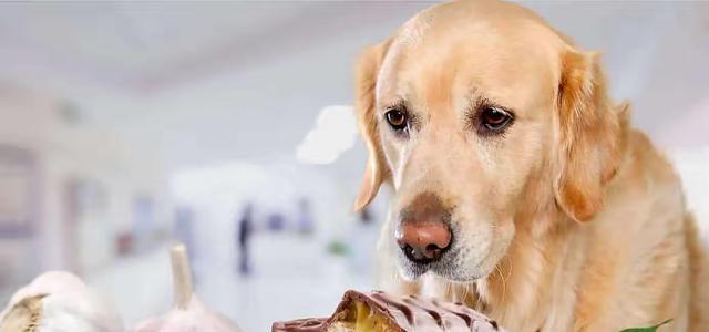 俩月狗狗的饮食需求（每日狗粮摄入量及营养成分分析）