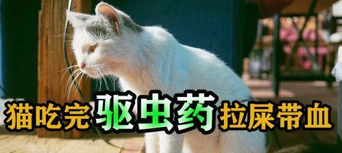 猫咪拉肚子怎么办（药物治疗猫咪拉肚子的常用药品及注意事项）