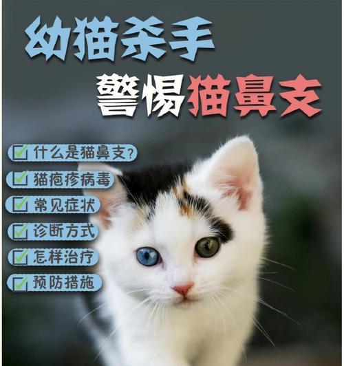 救救宠物猫咪！气管发炎吃什么药好（治疗猫咪气管发炎的常用药品和注意事项）