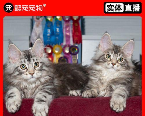 解析以缅因猫价格，了解最便宜的价格是多少（探究以缅因猫市场价格趋势）