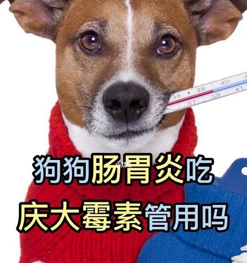 小猫咪如何正确服用庆大霉素（宠物药物使用指南）