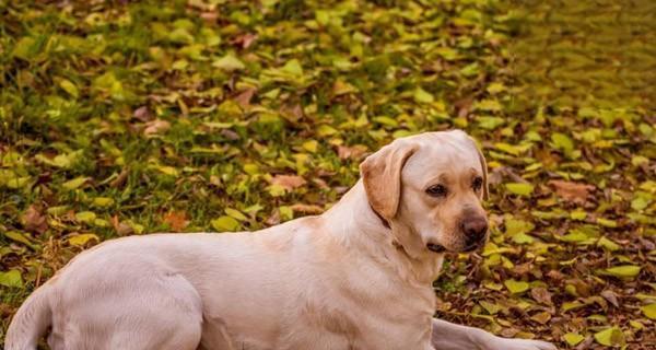 以宠物为主，了解犬心肌肥大的治疗方法（以宠物为主）