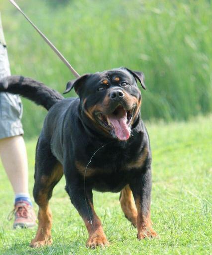 以维克犬舍罗威纳为宠物的价值与魅力（探究以维克犬舍罗威纳为宠物的成本与品质）