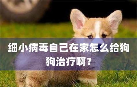 宠物细小犬吃药指南（以细小之后狗狗吃什么药好）