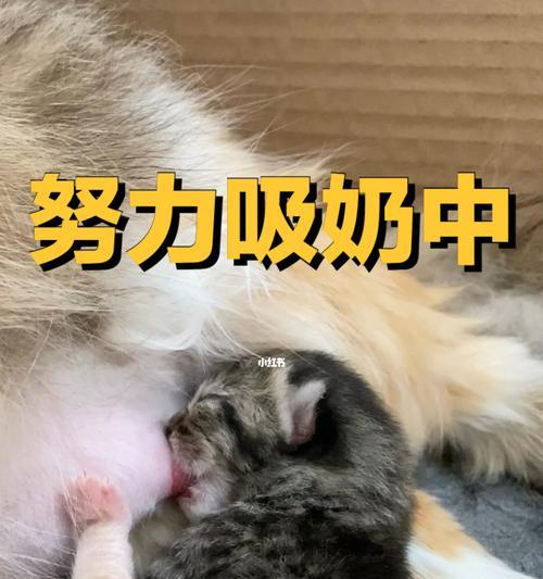 小猫不喝奶怎么办（15个技巧教你让小猫健康成长）