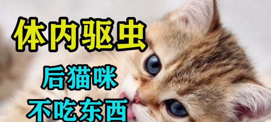 宠物小猫换环境后不拉屎怎么办（解决小猫换环境不拉屎的实用方法）