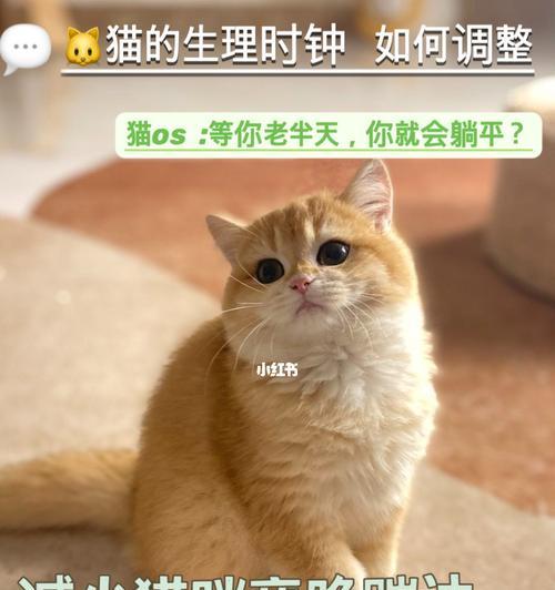 探究小猫生物钟的奥秘（揭示小猫生物钟的影响因素和调整方法）