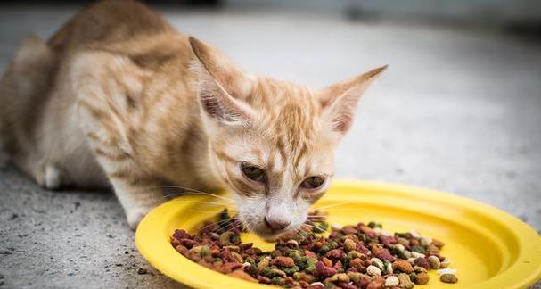 一月龄猫咪的饮食需求（照顾你的小猫宝宝）