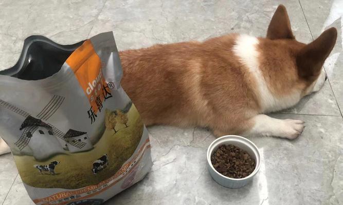 幼犬狗粮能否给猫咪食用（探讨幼犬狗粮的成分及对猫咪健康的影响）