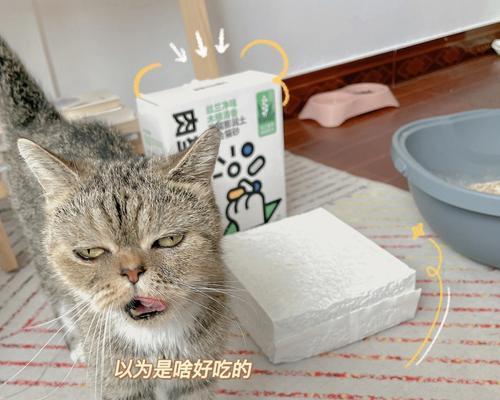 孕猫咪的猫砂行为剖析（孕猫咪躲在猫砂里）