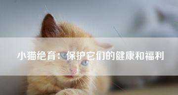 如何检查小猫健康（宠物主人必读）