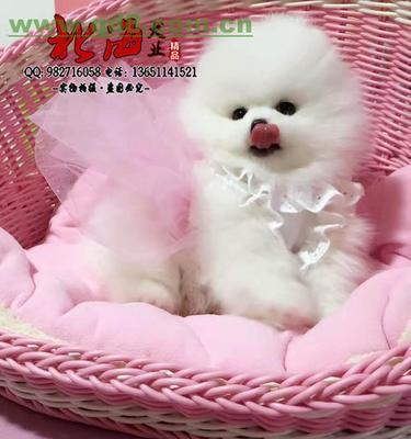 探寻博美幼犬粉鼻子的秘密（以宠物为主）