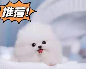 博美幼犬骨折应急处理指南（宠物主人必备）