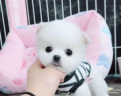 探秘博美幼犬安静的秘密（揭开博美幼犬的性格特点及培养方法）