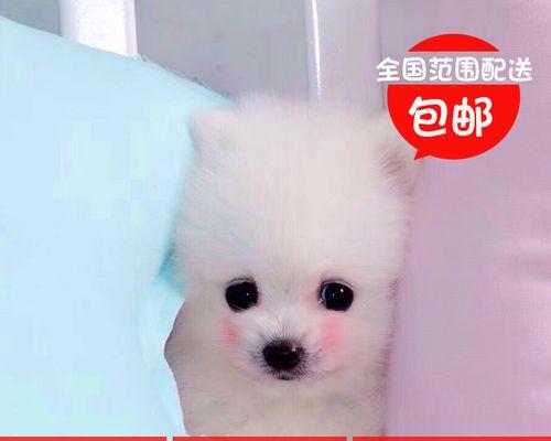 解决博美幼犬拉稀的问题（养宠物必看）