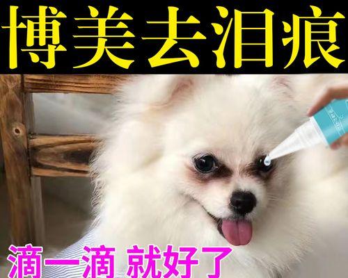 博美幼犬的淘气本性（乱钻乱躲的小调皮）