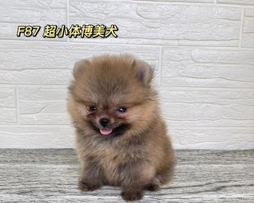 宠物博美幼犬可否喝糖水（探究博美幼犬饮食偏好与安全饮食）