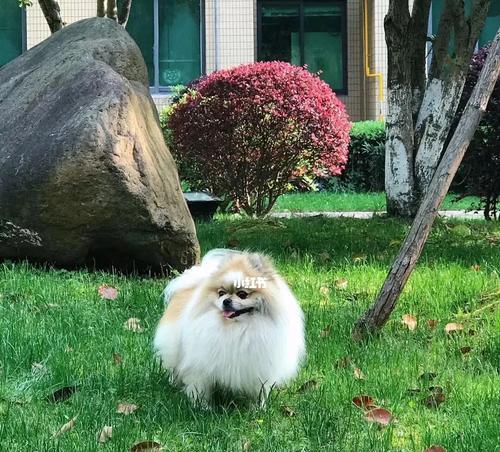 如何让宠物博美幼犬晒太阳（学习正确的晒太阳方式）