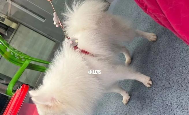 博美幼犬为什么会吐血丝（宠物疾病常识）