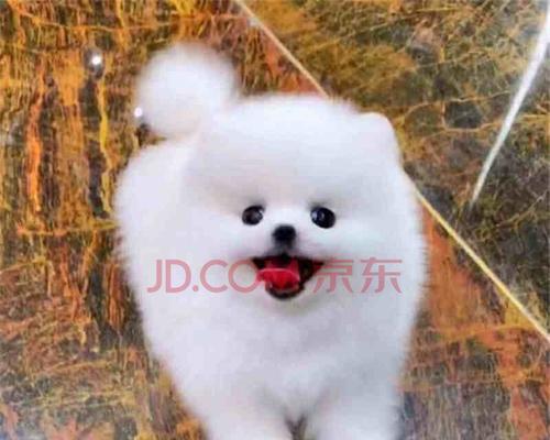 迎接新成员——黄色的博美幼犬（可爱）