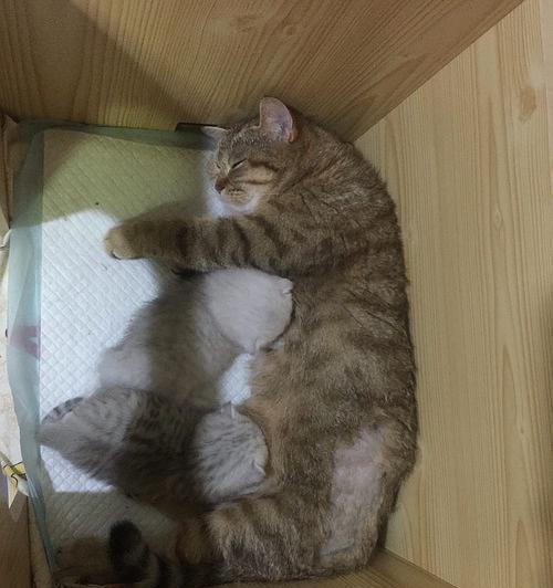 哺乳期母猫的喂养指南（宠物猫的养育与照料）