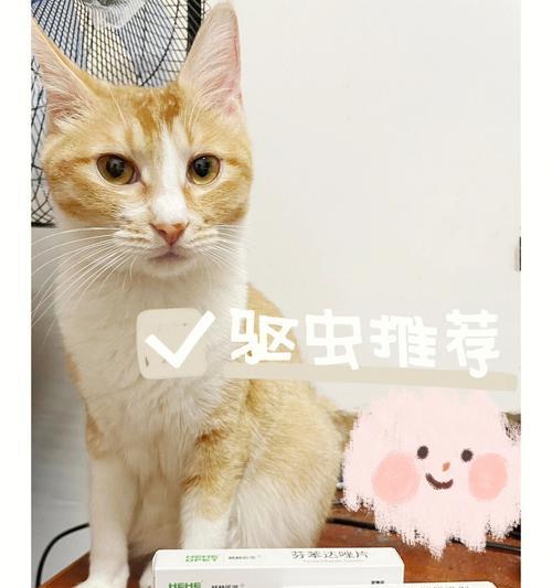 哺乳期猫咪驱虫全攻略（如何保证母猫和宝宝的健康）