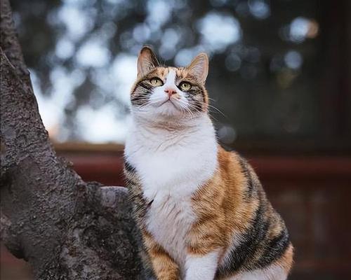 缤纷猫咪的性格特点（以不同颜色为线索）